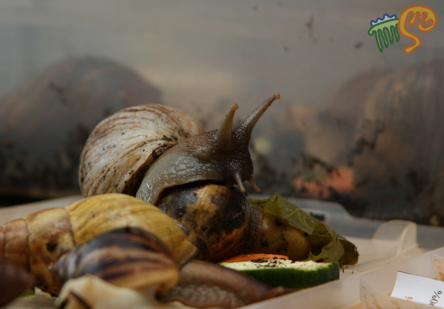 Улитка номер ДВА.