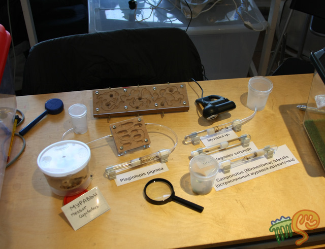 Муравьиный стол в подробностях.