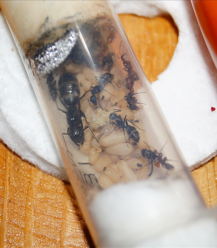 Царица горы.jpg