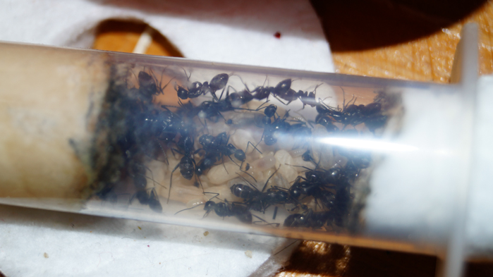 Вторая половина на арене бегает.jpg