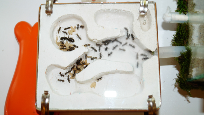 Общий план переселённых.jpg