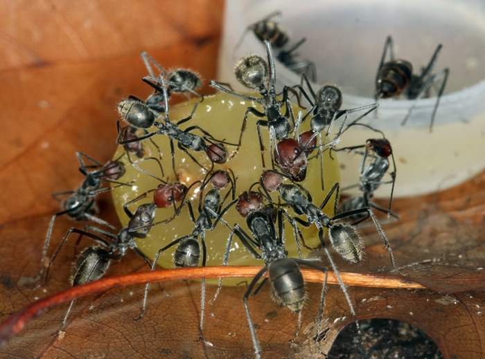 Camponotus singularis на винограде