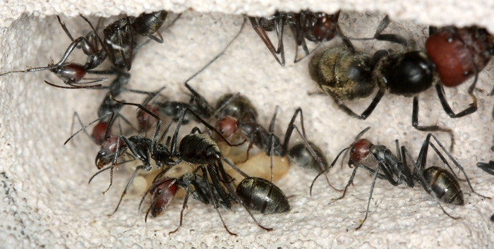Camponotus singularis, коконы