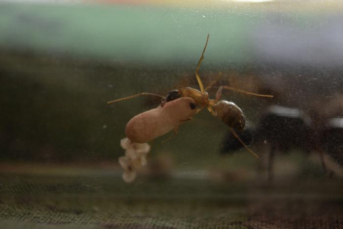 Фото с расплодом.JPG