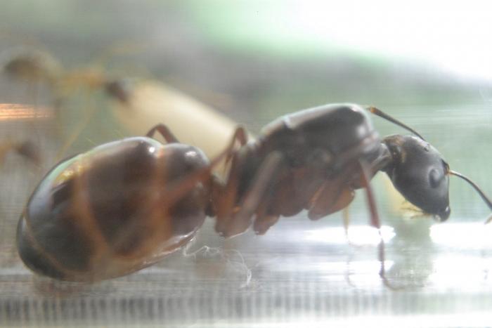 Царь, очень приятно царь, то есть царица