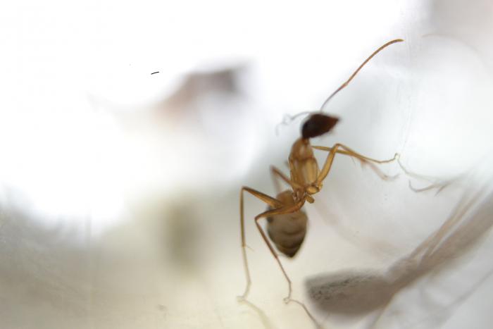 Рабочая сила