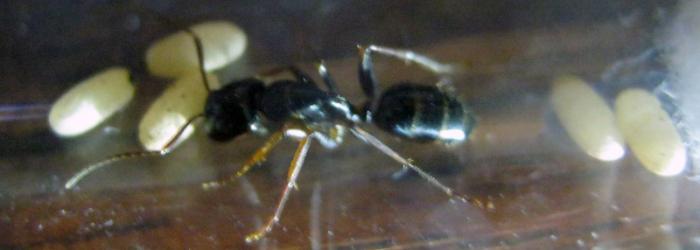 ant2.jpg