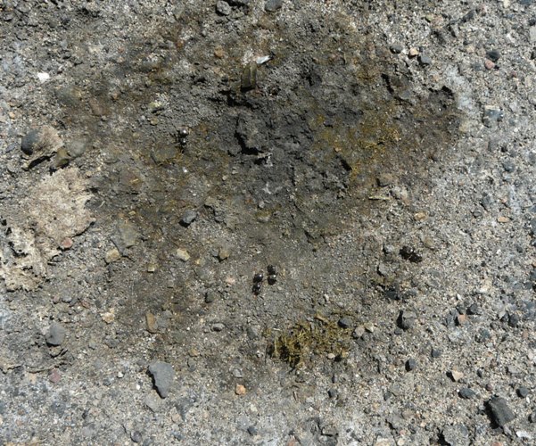 ЧÑÑновка 2012 017.jpg