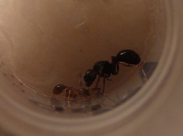 P1050175 - копиÑ.JPG