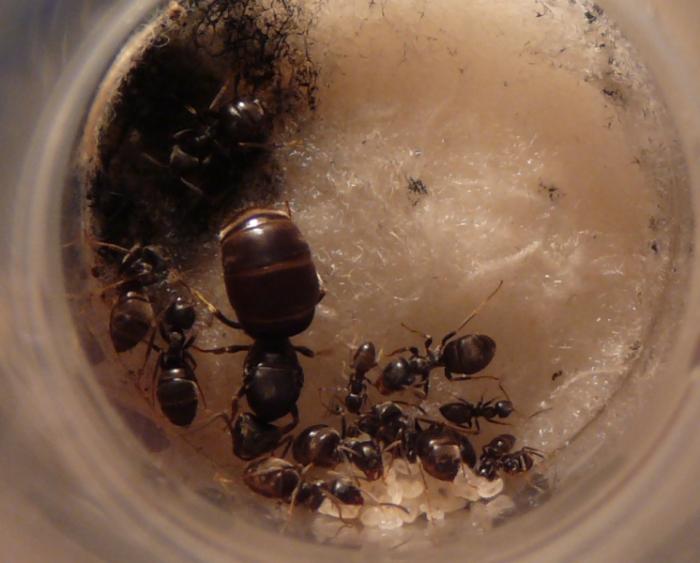 P1050192 - копиÑ.JPG