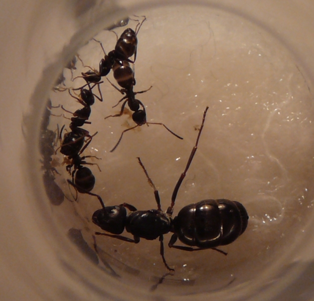 P1050202 - копиÑ.JPG