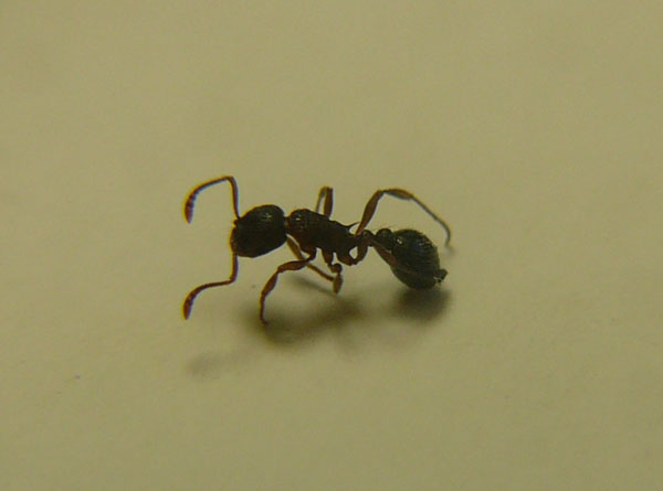 P1050343 - ÐºÐ¾Ð¿Ð¸Ñ.JPG