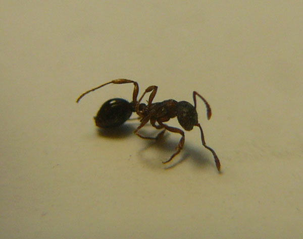 P1050349 - ÐºÐ¾Ð¿Ð¸Ñ.JPG