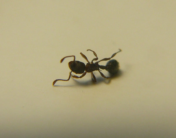 P1050352 - ÐºÐ¾Ð¿Ð¸Ñ.JPG