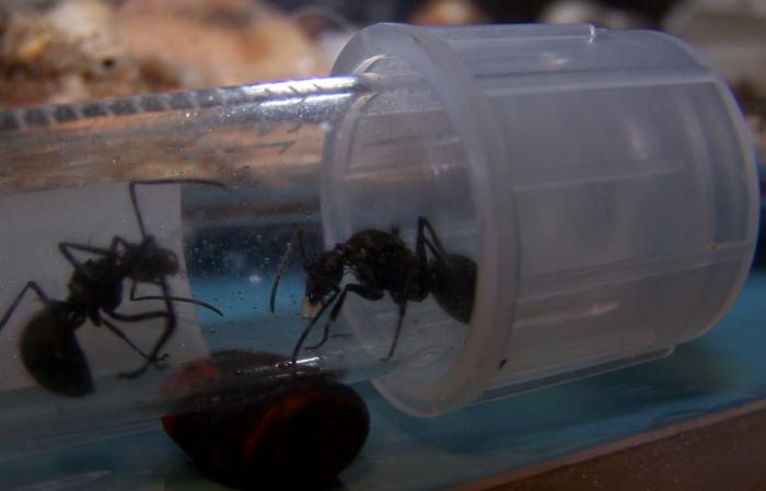 1 polyrhahis 1.jpg