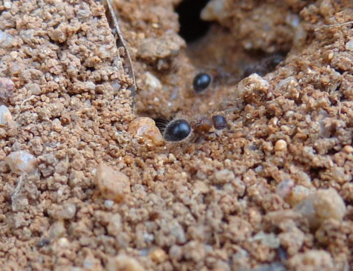 DSC00307 hairy ant.jpg