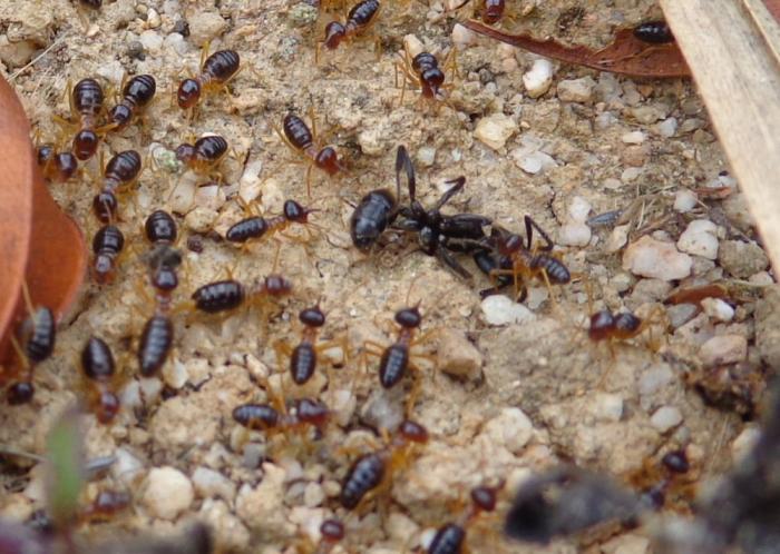 DSC00315 termites-ants.jpg