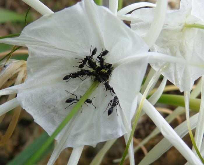 DSC00362 flower ant.jpg