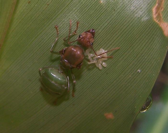 oecophylla queen 2.jpg