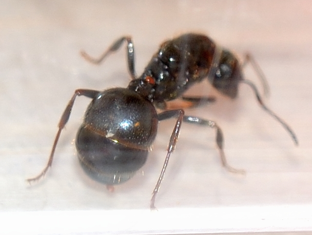 и на конце брюшка такое же