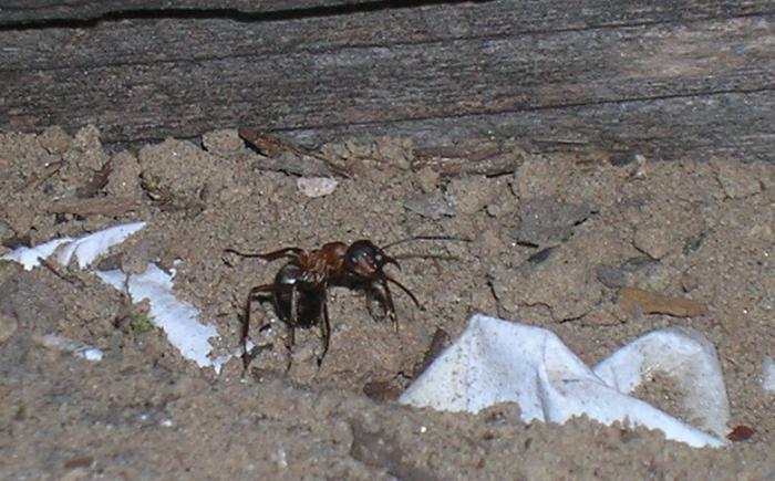 рабочая особь покрупней