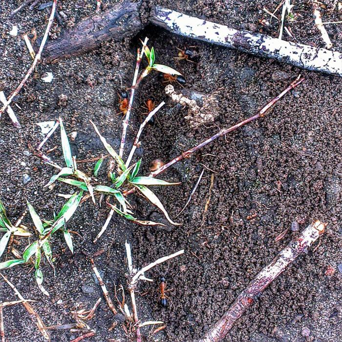 ants3.jpg