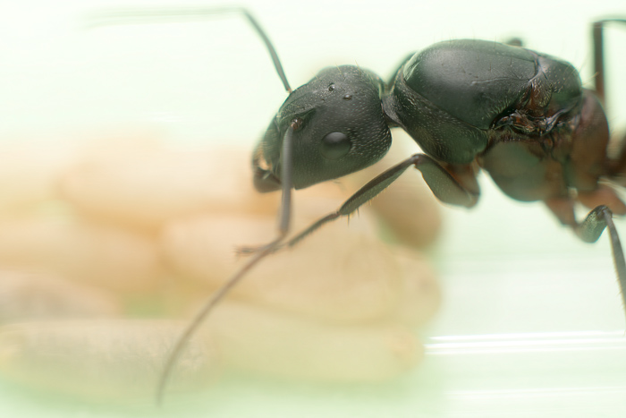 Camponotus cruentatus