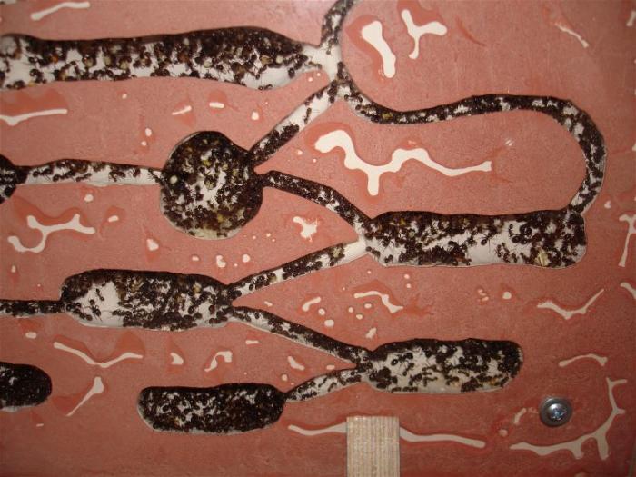 Мокрый угол