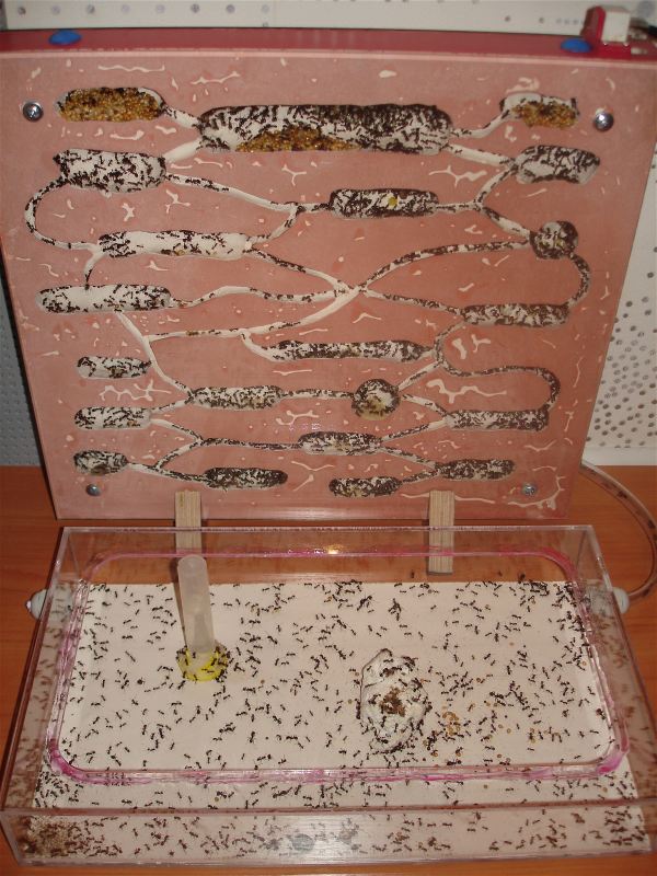 Арена рядом