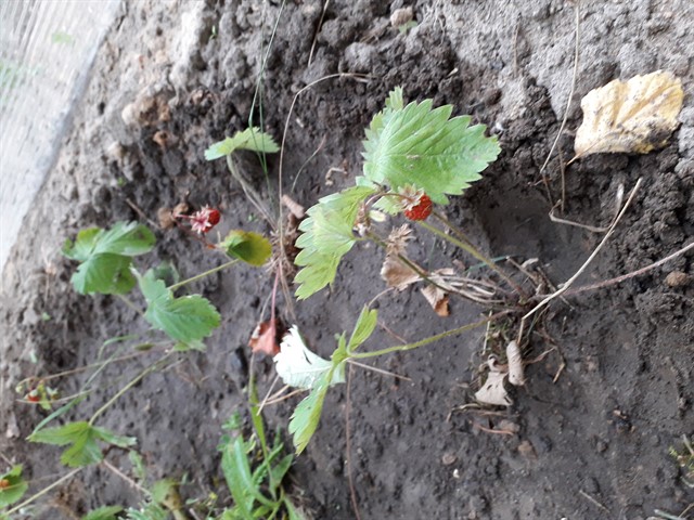 20190620_194524_640x480 (1).jpg