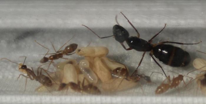 Camponotus albosparsus 3.JPG