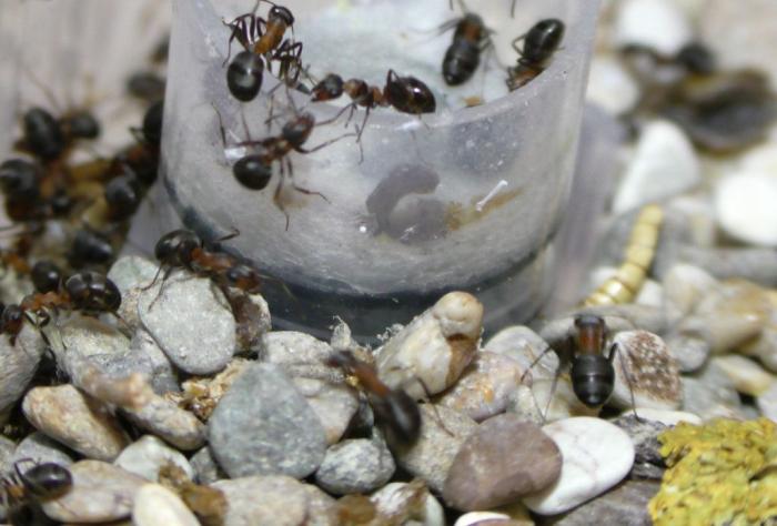  Ð¸ Ð½Ðµ Ð½Ð°Ð»Ð¸Ð»Ð¸.JPG