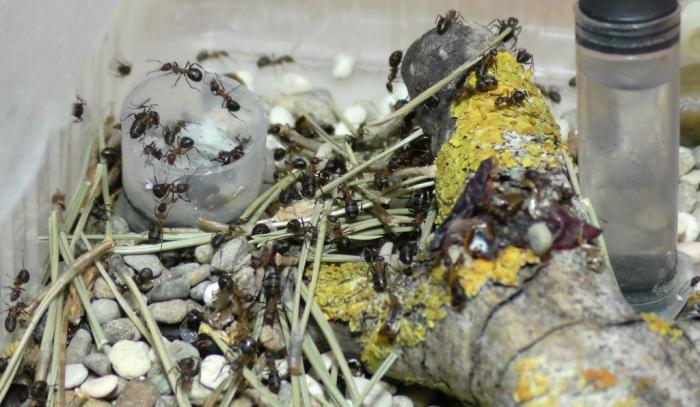  ÐºÐ¸Ð¿Ð¸Ñ (1).JPG