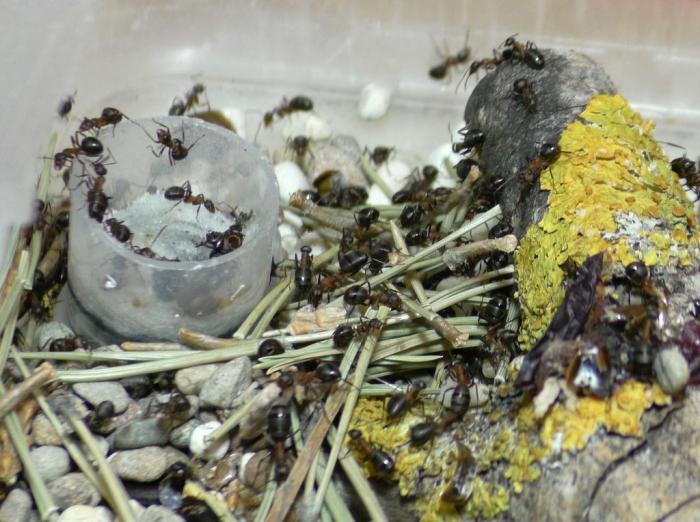  ÐºÐ¸Ð¿Ð¸Ñ (3).JPG