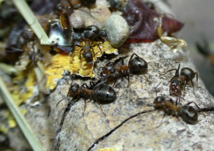  Ð½Ðµ Ð²Ð¾Ð»Ðº.JPG