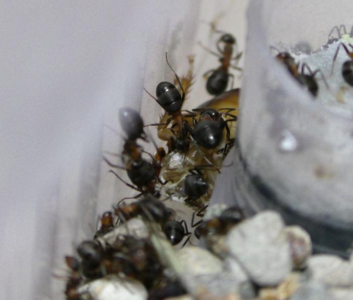  ÑÐ¾ ÐµÐ´ÑÑ2.JPG