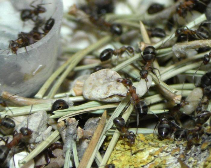  ÑÑÑÑÐ½ÐµÐ¼ (3).JPG