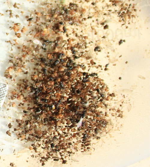 IMG_5579 Ð¾Ð±ÑÐµÐ·Ð°Ð½Ð¾_Ð¸Ð·Ð¼ÐµÐ½.ÑÐ°Ð·Ð¼ÐµÑ.jpg