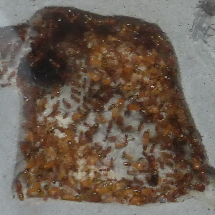 P1000699 ÐºÐ¾ÑÐ¾Ð»ÐµÐ²Ð°_Ð¸Ð·Ð¼ÐµÐ½.ÑÐ°Ð·Ð¼ÐµÑ.jpg