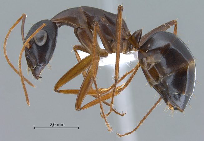 camponotus-xerxes-lateral-am.jpg