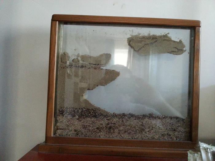 20150530_173734 (ÐопиÑоваÑÑ).jpg