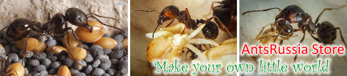 Интернет-магазин AntsRussia Store