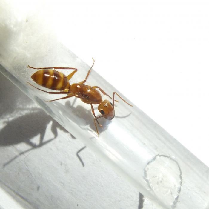 Camponotus cf. silvicola