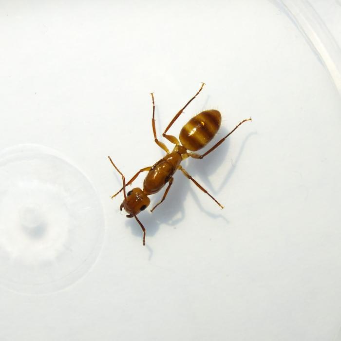 Camponotus cf. silvicola