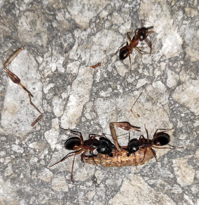Camponotus_8.jpg