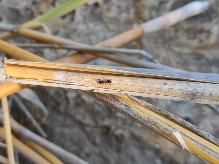 Camponotus_lateralis_1.jpg