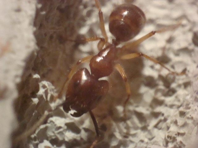 Camponotus 1.JPG