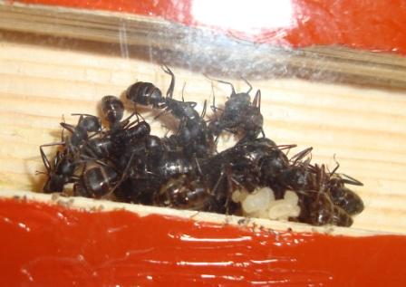 Camponotus japonicus 1.JPG