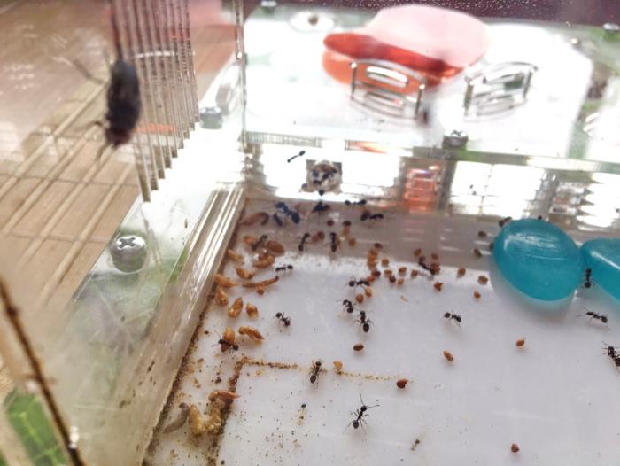 Кормлю мухой жнецов