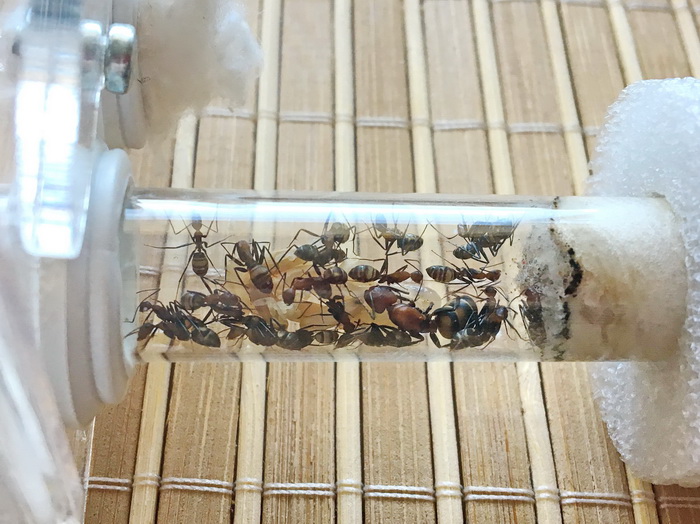 Camponotus habereri уже 20 в семье